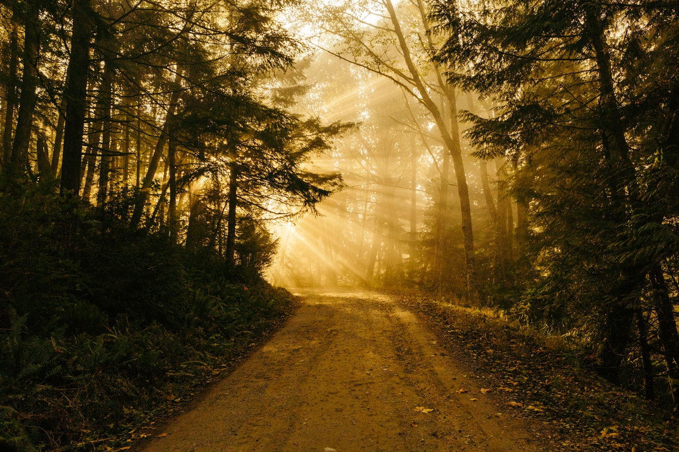 Early morning light through trees on a quiet road